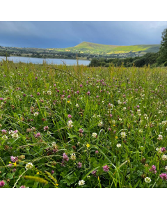 Ty-Mawr Meadow Seed Mix